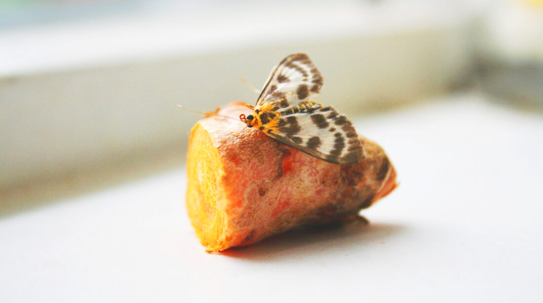 Els d'r Kurkuma 2021