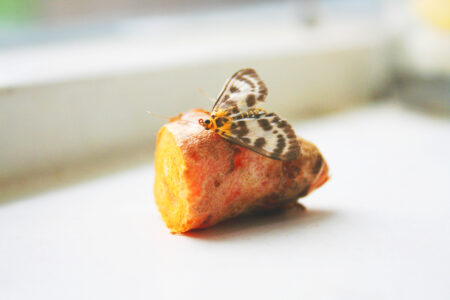 Els d'r Kurkuma 2021