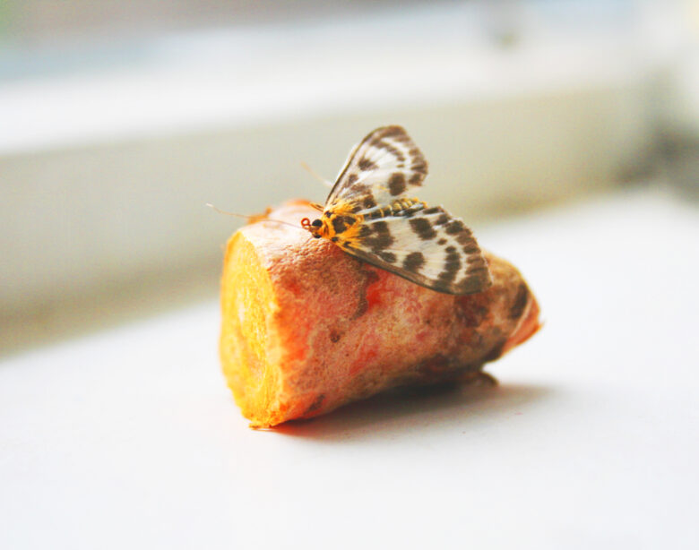 Els d'r Kurkuma 2021